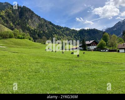 Splendido paesaggio montano primaverile, pascolo di bestiame in un lussureggiante prato verde, Bad Hindelang, Baviera, Germania Foto Stock