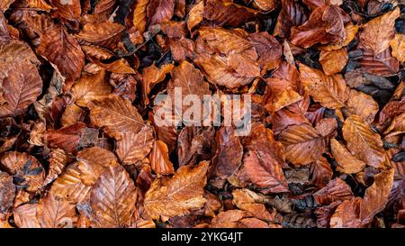 Foglie di siepe di faggio nei colori autunnali sul terreno Foto Stock