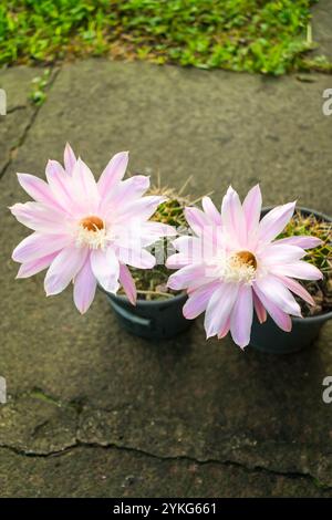 Cactus ibrido Echinopsis oxygona in fiore, grande e bellissimo fiore rosa chiaro Foto Stock