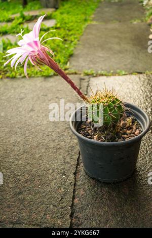 Cactus ibrido Echinopsis oxygona in fiore, grande e bellissimo fiore rosa chiaro Foto Stock