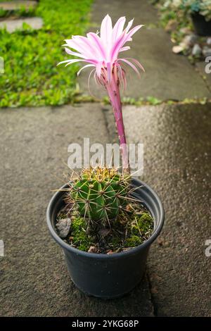 Cactus ibrido Echinopsis oxygona in fiore, grande e bellissimo fiore rosa chiaro Foto Stock