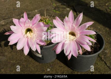 Cactus ibrido Echinopsis oxygona in fiore, grande e bellissimo fiore rosa chiaro Foto Stock