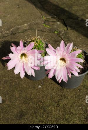 Cactus ibrido Echinopsis oxygona in fiore, grande e bellissimo fiore rosa chiaro Foto Stock