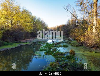 foresta autunnale gialla con piccolo e tortuoso fiume con luce solare, vista dall'alto. Foto Stock