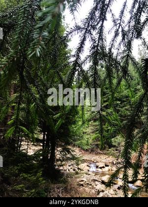 Una tranquilla foresta caratterizzata da lussureggianti alberi sempreverdi e un dolce ruscello che scorre sulle rocce, evocando un senso di tranquillità e la bellezza della natura. Foto Stock