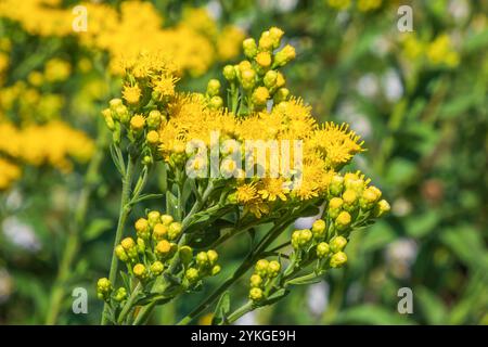 Fiori gialli di Solidago rigida, primo piano. barra d'oro rigida, barra d'oro rigida. Giardino botanico. Foto Stock