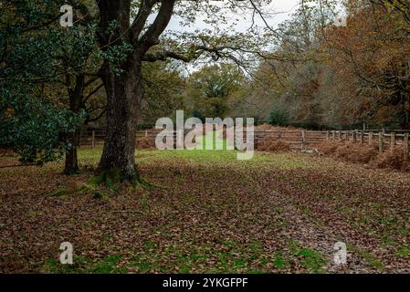 Paesaggio autunnale a novembre, autunno, campagna, foglie cadute a terra, alberi, New Forest, Regno Unito Foto Stock