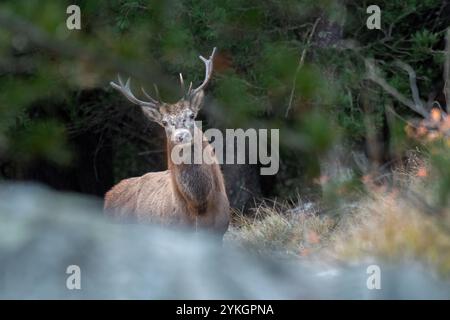 Cervo rosso europeo selvatico (Cervus elaphus) che pascolano in un prato alpino sullo sfondo della pineta, al crepuscolo. Alpi. Novembre. Foto Stock