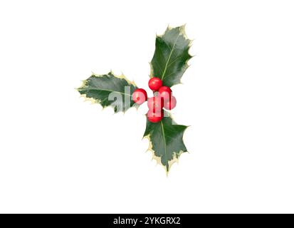 Ramo di agrifoglio natalizio con bacche rosse e foglie di verde crespo lucido con margini bianchi. Ilex aquifolium decorazione di Natale pianta isolata su whi Foto Stock