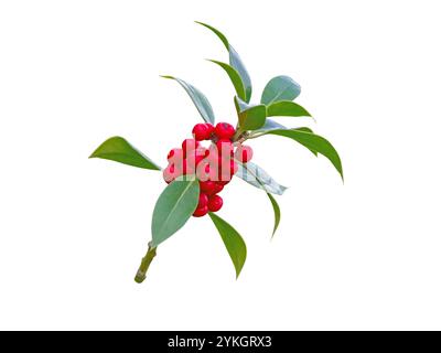 Ilex aquifolium decorazione di Natale pianta isolata su bianco. Ramificazione natalizia con bacche rosse e foglie di verde crespo lucido. Foto Stock