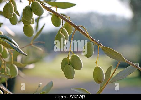 Olive verdi fresche che crescono sul primo piano dell'albero. Foto Stock