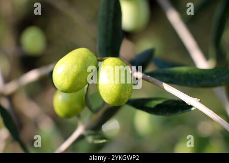 Olive verdi fresche che crescono sul primo piano dell'albero. Foto Stock