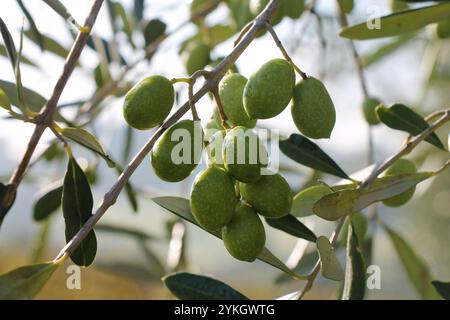 Olive verdi fresche che crescono sul primo piano dell'albero. Foto Stock