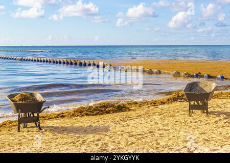 Pulire la spiaggia con la scopatrice a carriola, la scopatrice con foglie di torta al giardino e un sacco di sargazo con alghe rosse molto disgustose sulla spiaggia tropicale messicana di Pla Foto Stock