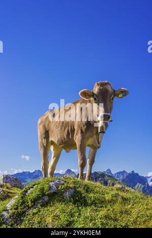 Giovani bovini, Allgaeuer Braunvieh, razza bovina domestica (Bos primigenius taurus), su un prato alpino sul Nebelhorn, vicino a Oberstdorf, Allgaeuer al Foto Stock