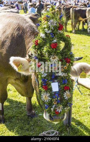 Vacca da verga, Allgaeuer Braunvieh, razza bovina domestica (Bos primigenius taurus), allevamento di bovini, allevamento di bovini, Oberstdorf, Allgaeu, Baviera, Germania, UE Foto Stock