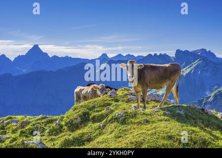 Giovani bovini, Allgaeuer Braunvieh, razza bovina domestica (Bos primigenius taurus), su un prato alpino sul Nebelhorn, vicino a Oberstdorf, Allgaeuer al Foto Stock