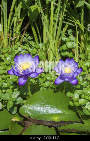 Ninfee tropicali di colore blu-viola in un laghetto da giardino, Gigantea Dark Purple, ninfee, Baden-Wuerttemberg, Germania, Europa Foto Stock