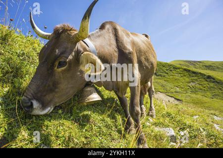 Vacca da latte, Allgaeuer Braunvieh, razza bovina domestica (Bos primigenius taurus), su un prato alpino sul Nebelhorn, vicino a Oberstdorf, nelle Alpi Allgaeuer Foto Stock