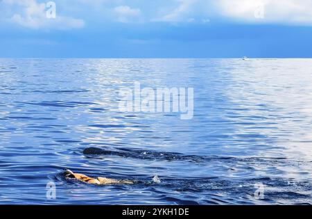 Un enorme e bellissimo squalo balena nuota sulla superficie dell'acqua con un tour in barca a Cancun Quintana Roo, Messico Foto Stock