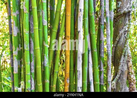 Alberi di bambù gialli verdi nella foresta tropicale di Luang Prabang Laos Foto Stock