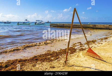 La scopa con foglie di rastrello del giardino di Pitchfork e un sacco di sargazo di alghe rosse molto disgustoso sulla spiaggia tropicale messicana di Playa del Carmen, Messico Foto Stock
