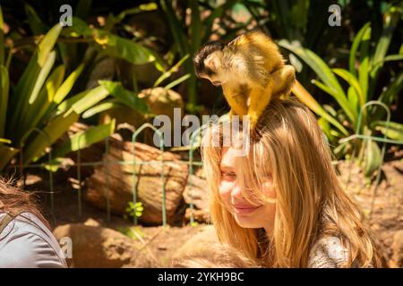 Curiose scimmie scoiattolo al Monkey World di città del Capo Foto Stock