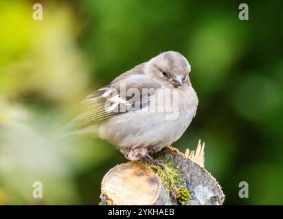 Un Chaffinch, Fringilla coelebs con un piede malato, infetto in un albero in un giardino a Ambleside, Lake District, Regno Unito. Foto Stock