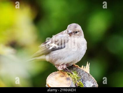 Un Chaffinch, Fringilla coelebs con un piede malato, infetto in un albero in un giardino a Ambleside, Lake District, Regno Unito. Foto Stock