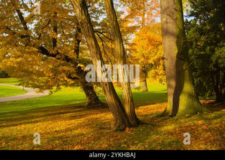 autunno nel parco, alberi dai colori autunnali e una bella luce Foto Stock