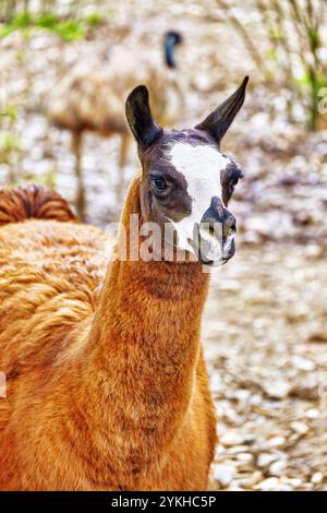 Lama nel suo habitat naturale. Foto Stock