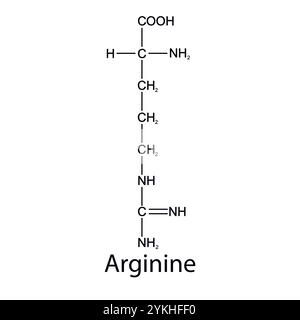 Formula chimica dell'arginina. Aminoacidi essenziali. Chimica organica. Vettore. Illustrazione Vettoriale