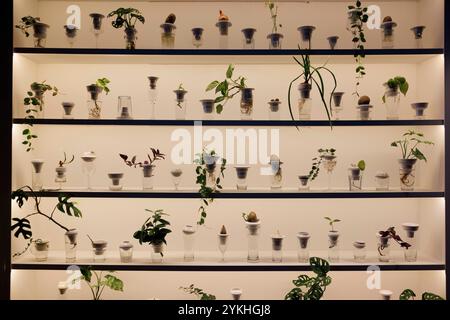 USO EDITORIALE SOLO il progetto Urban Farmer è stato presentato nella City di Londra, un centro educativo e culturale dedicato ad affrontare la povertà alimentare e ad ampliare l'accesso ai prodotti agricoli sostenibili. Data foto: Lunedì 18 novembre 2024. Supporti PA. Un progetto di iniziativa congiunta di Fleet Street Quarter BID, Landsec, e London Community Kitchen, che utilizza cibo in eccesso per sfamare le persone e per sviluppare le competenze nella comunità. Il lancio ha incluso il debutto di PLANTATION, un'installazione che esplora la crescita di piante idroponiche dell'artista polacca Alicja Patanowska, realizzata in porcellana artigianale A. Foto Stock