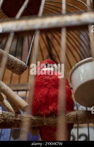 un pappagallo rosso siede in una gabbia nel caffè Foto Stock