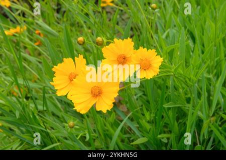 I fiori di Coreopsis grandiflora crescono nel prato. Giardino di campagna. Sfondo floreale brillante. Fiori in fiore. Foto Stock