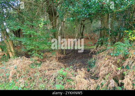 Alberi di agrifoglio e foglie essiccate in una scena boschiva a Burley nella New Forest Foto Stock