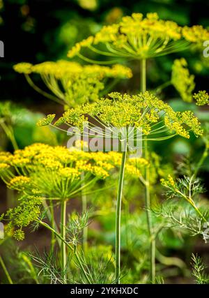 Ombrelloni di aneto in giardino. Crescendo l'aneto nel giardino. Foto Stock