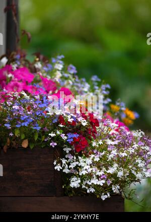 affascinante mix di fiori colorati in una piantatrice rustica in legno, che mostra sfumature di blu, rosa, bianco e viola, adagiata su un giardino sfocato Foto Stock