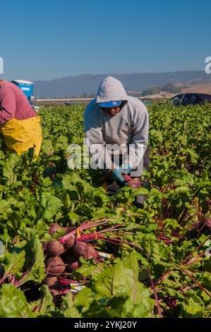 I lavoratori migranti raccolgono e trattano verdure a Gilroy, CALIFORNIA. Un lavoratore migrante è una persona che migra all'interno di un paese d'origine o all'esterno per perseguire un lavoro. I lavoratori migranti di solito non hanno intenzione di rimanere permanentemente nel paese o nella regione in cui lavorano. Foto Stock