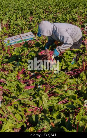 I lavoratori migranti raccolgono e trattano verdure a Gilroy, CALIFORNIA. Un lavoratore migrante è una persona che migra all'interno di un paese d'origine o all'esterno per perseguire un lavoro. I lavoratori migranti di solito non hanno intenzione di rimanere permanentemente nel paese o nella regione in cui lavorano. Foto Stock