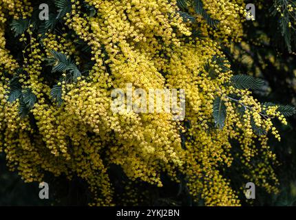 Fiori gialli Mimosa in primavera Foto Stock