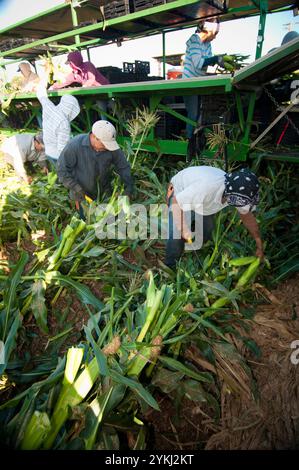 I lavoratori migranti raccolgono e trattano verdure a Gilroy, CALIFORNIA. Un lavoratore migrante è una persona che migra all'interno di un paese d'origine o all'esterno per perseguire un lavoro. I lavoratori migranti di solito non hanno intenzione di rimanere permanentemente nel paese o nella regione in cui lavorano. Foto Stock