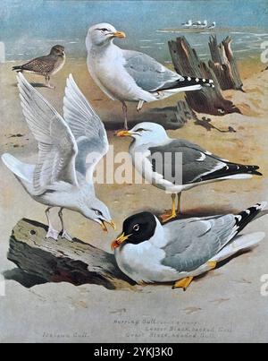 Gabbiano di aringa (Larus argentatus), gabbiano con dorso nero minore (Larus fuscus), gabbiano islandese (Larus glaucoides) e testa nera grande o gabbiano di Pallade (Ichthyaetus ichthyaetus), illustrazione d'acquerello vintage del 1915. Originale dell'artista scozzese Archibald Thorburn. Foto Stock