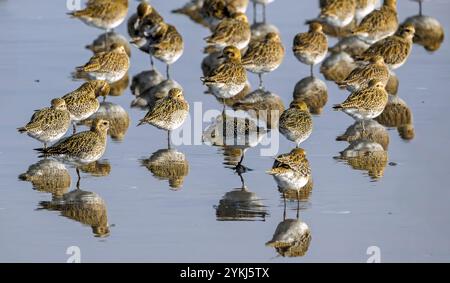 Centinaia di Golden Plover Pluvialis apricaria riposano presso la riserva naturale RSPB a Titchwell, North Norfolk, Regno Unito Foto Stock