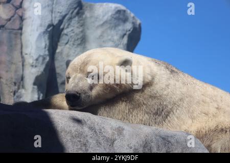 primo piano cucciolo di orso polare che dorme su una roccia al sole Foto Stock