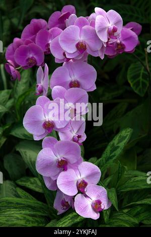 Fiori di orchidea rosa con foglie tropicali sullo sfondo. Foto Stock