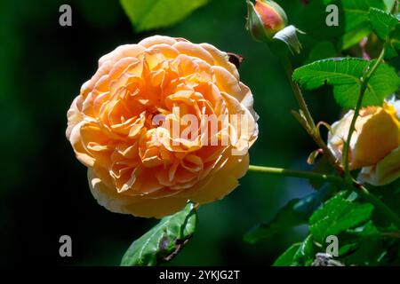 Arancio Rosa "Principessa Margherita della Corona" bellissimo fiore notevolmente intensamente profumato Rosa inglese "Principessa Margherita della Corona" Foto Stock