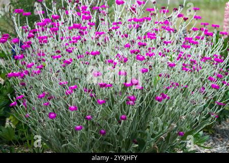 Rose Campion Lychnis coronaria Silene Flowers in giardino Foto Stock