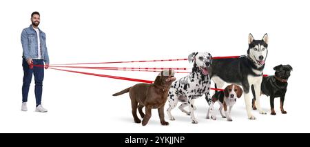 Giovane con cinque cani diversi su sfondo bianco. Servizio di passeggio per cani Foto Stock