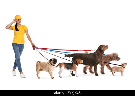 Camminatore con cinque cani diversi su sfondo bianco Foto Stock